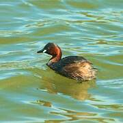 Little Grebe