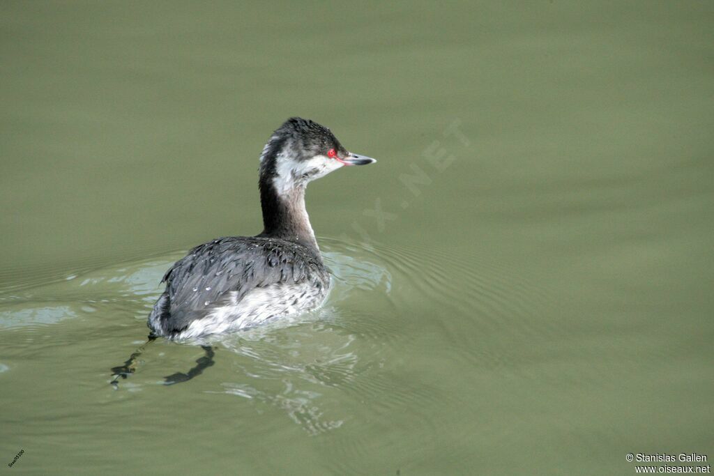 Horned GrebeSecond year, identification, swimming