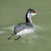 Horned Grebe