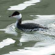 Horned Grebe