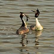 Great Crested Grebe