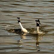 Great Crested Grebe