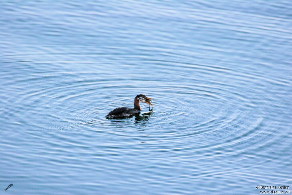 Red-necked Grebejuvenile, fishing/hunting, eats