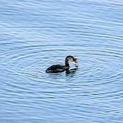 Red-necked Grebe