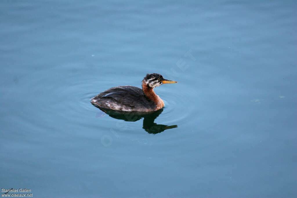 Red-necked Grebejuvenile, identification