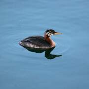 Red-necked Grebe