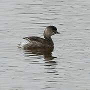 Least Grebe