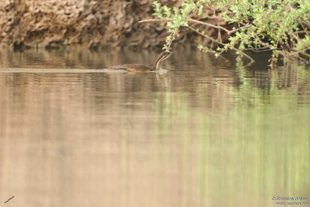 African Finfootjuvenile, swimming