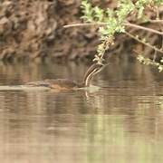 African Finfoot