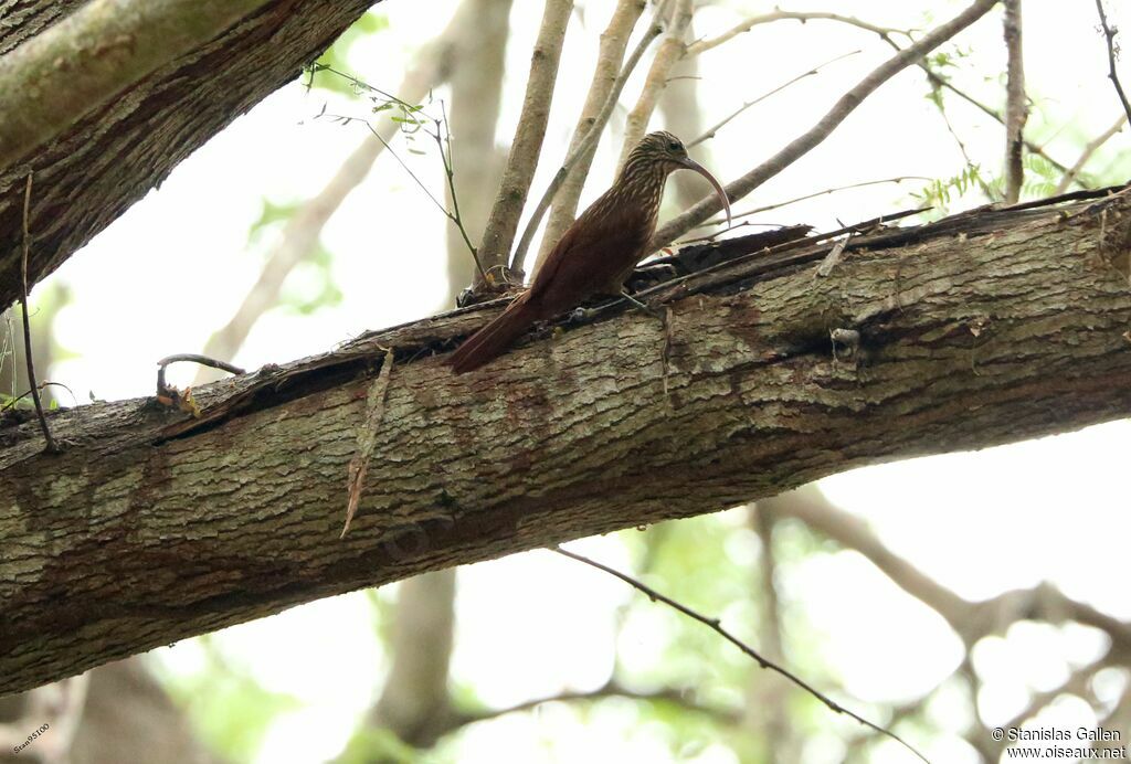 Red-billed Scythebilladult