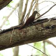 Red-billed Scythebill