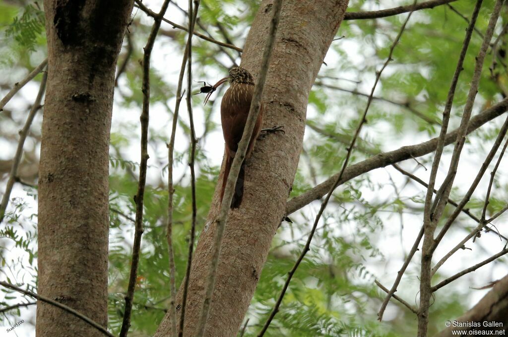 Red-billed Scythebilladult, fishing/hunting