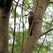 Red-billed Scythebill