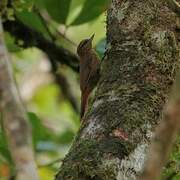 Wedge-billed Woodcreeper