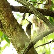 Cocoa Woodcreeper