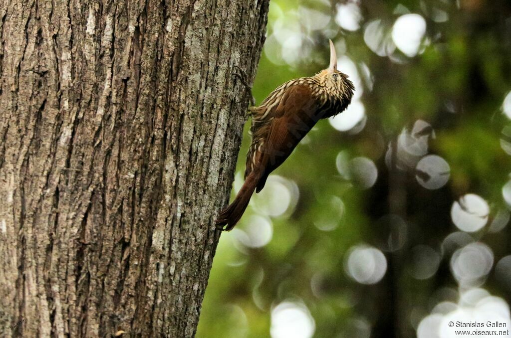 Streak-headed Woodcreeperadult