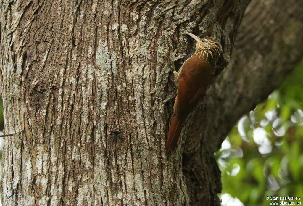 Streak-headed Woodcreeperadult