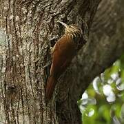 Streak-headed Woodcreeper