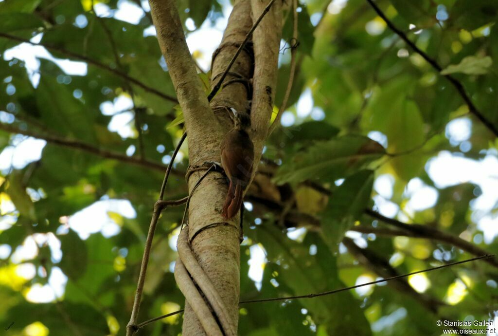 Plain-brown Woodcreeperadult