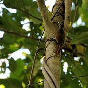 Plain-brown Woodcreeper