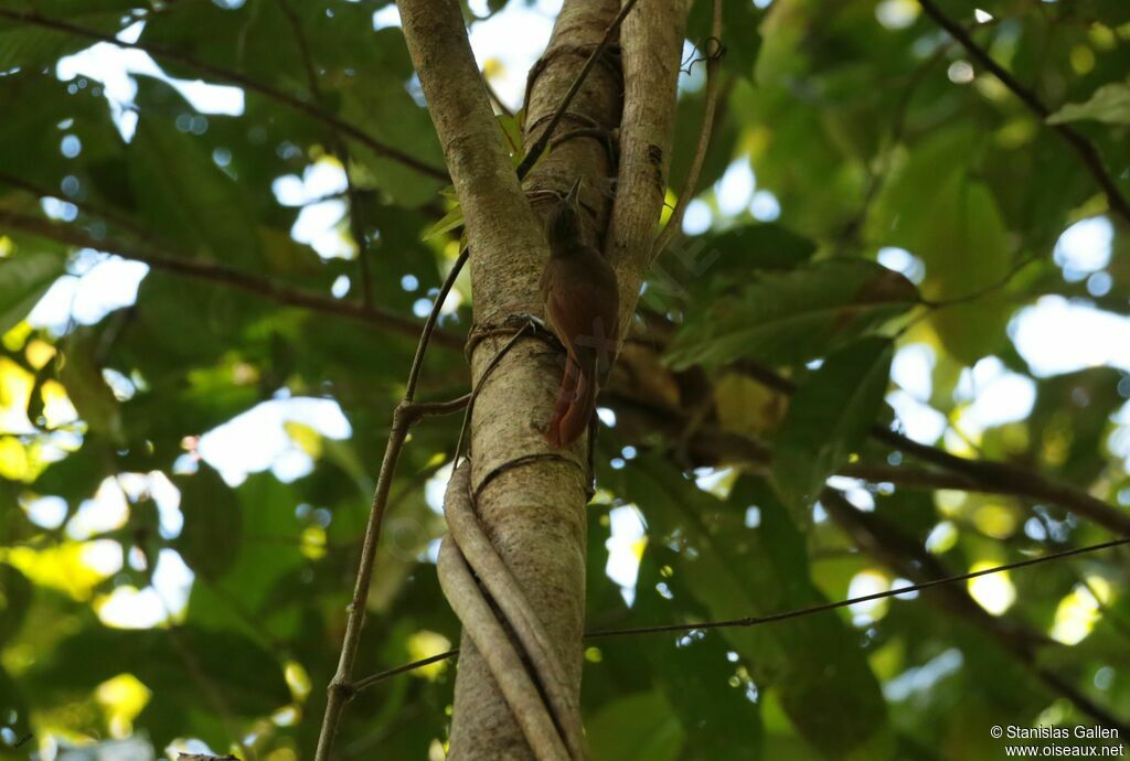 Plain-brown Woodcreeperadult