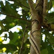 Plain-brown Woodcreeper