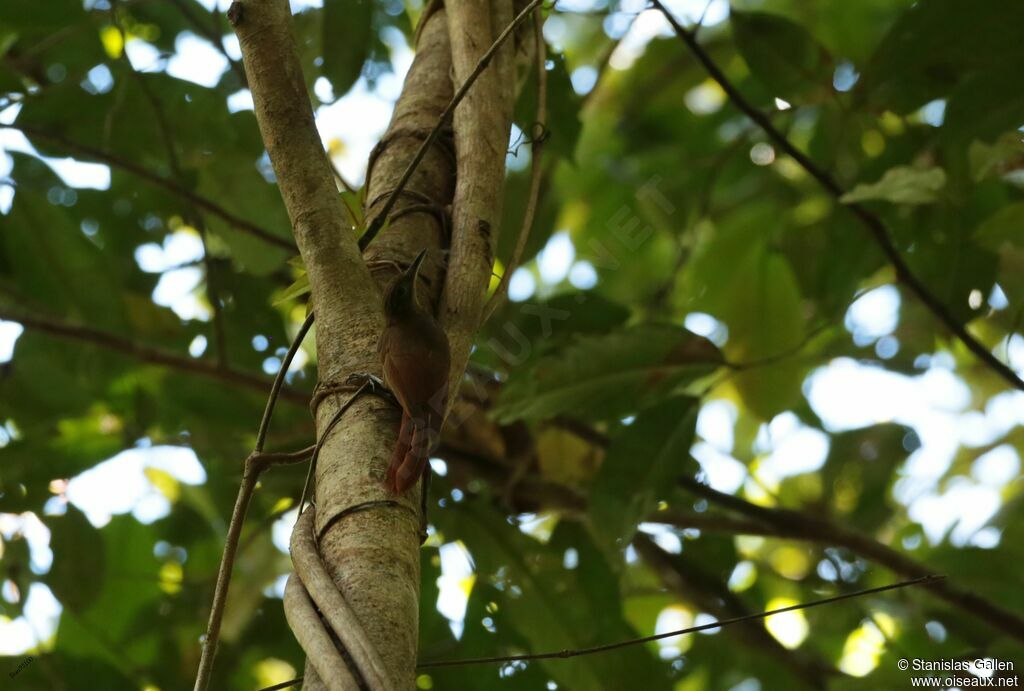 Plain-brown Woodcreeperadult