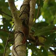 Plain-brown Woodcreeper