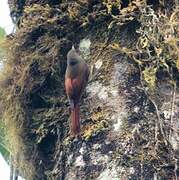 Olivaceous Woodcreeper