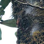 Olivaceous Woodcreeper