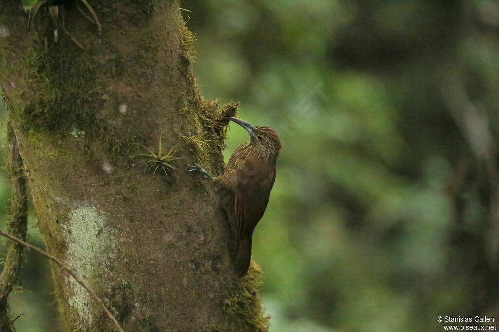 Strong-billed Woodcreeperadult