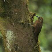 Strong-billed Woodcreeper