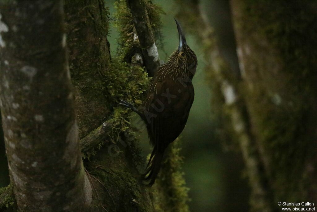 Strong-billed Woodcreeperadult, fishing/hunting