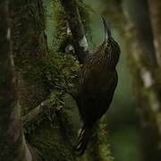 Strong-billed Woodcreeper