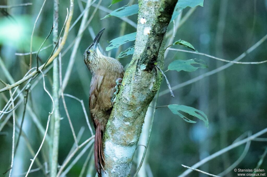 Strong-billed Woodcreeperadult