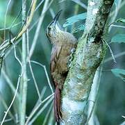 Strong-billed Woodcreeper