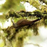 Montane Woodcreeper