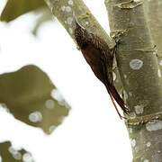 Montane Woodcreeper