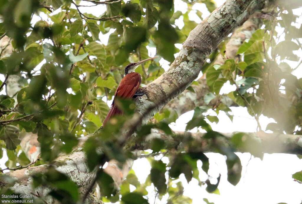 Long-billed Woodcreeperadult, pigmentation