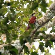 Long-billed Woodcreeper