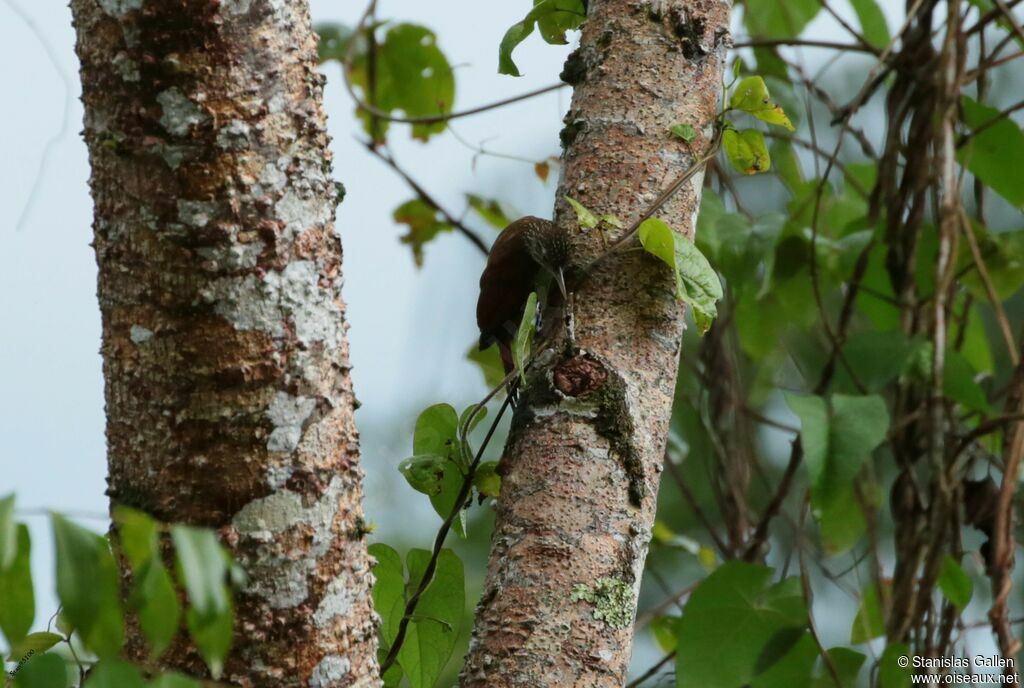 Straight-billed Woodcreeperadult