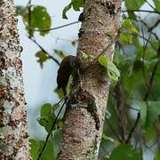 Straight-billed Woodcreeper