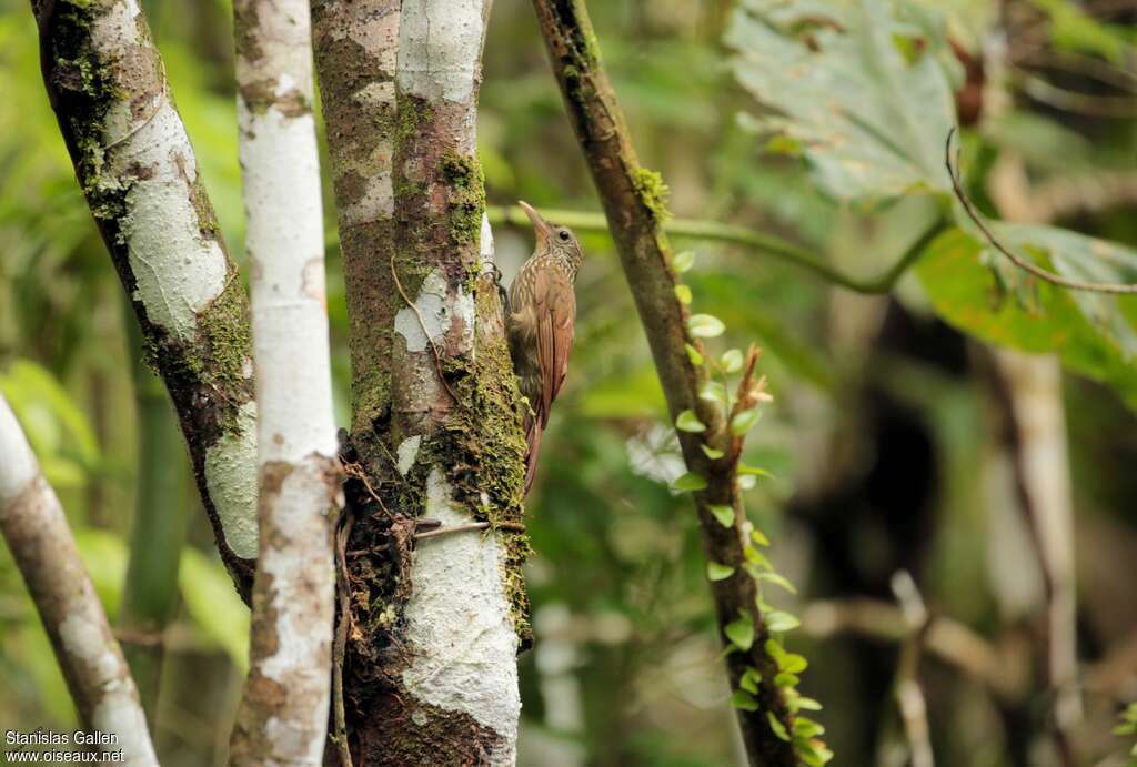 Straight-billed Woodcreeperadult, habitat