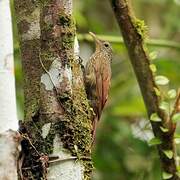 Straight-billed Woodcreeper