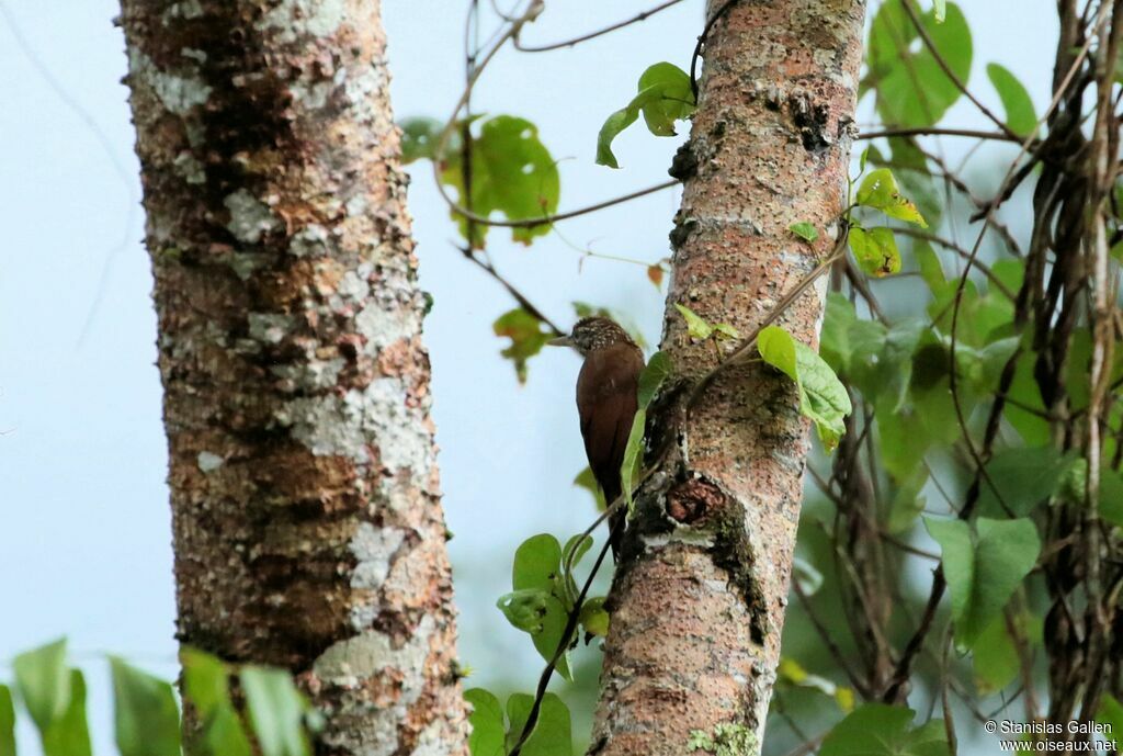 Straight-billed Woodcreeperadult