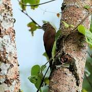 Straight-billed Woodcreeper