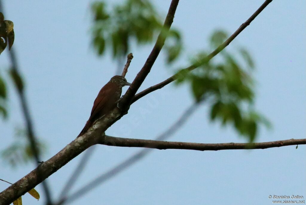 Straight-billed Woodcreeperadult