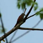 Straight-billed Woodcreeper