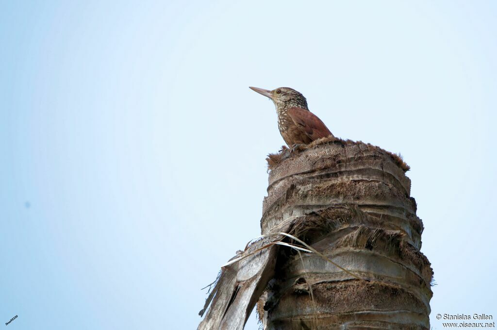 Straight-billed Woodcreeperadult