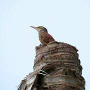 Straight-billed Woodcreeper